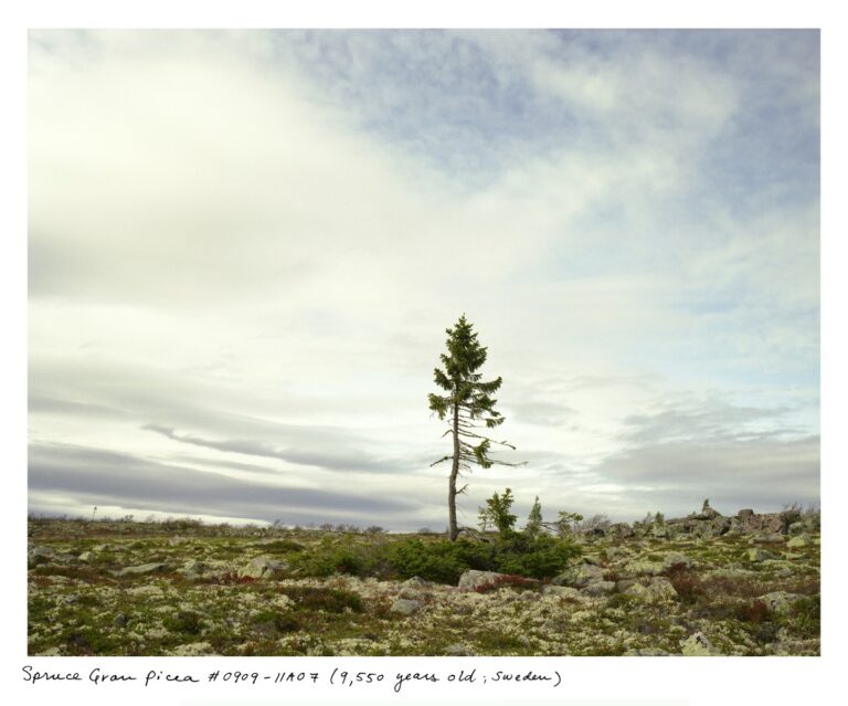 Rachel Sussman, Spruce Gran Picea #0909 – 11A07 (9,500 years old; Fulufjället, Sweden), 2009; Archival pigment prints on photo rag paper, 44 in. x 54 in.; Courtesy of the artist