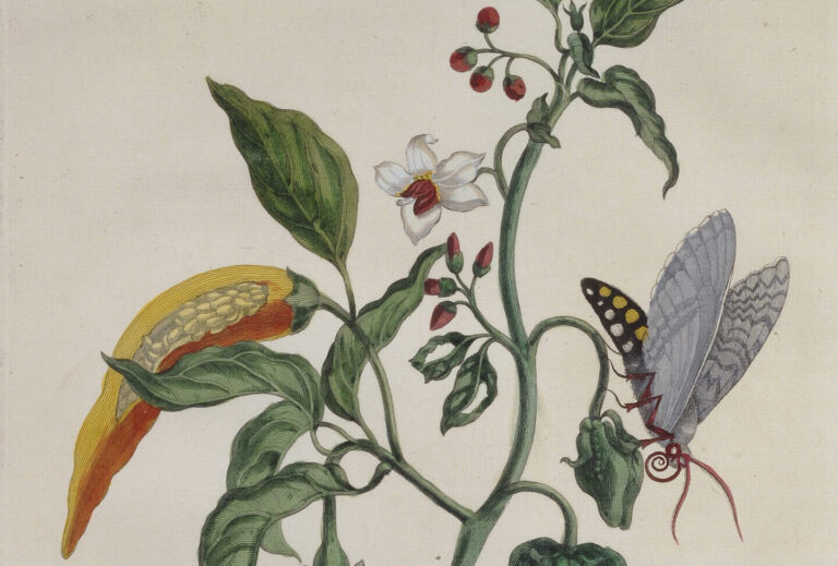 A detailed engraving of a plant growing red and green peppers; a caterpillar and a moth climb on the branches of the plant.