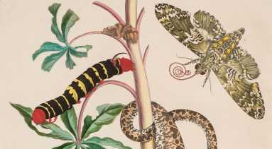 A detailed engraving shows a brown snake entwined with a plant stalk bearing insect-nibbled, pinwheel-shaped green leaves and yellow bulbs at the roots, which support a pupa. A black, red, and yellow caterpillar sits on a stem, and a brown and gray moth hovers in the upper right.