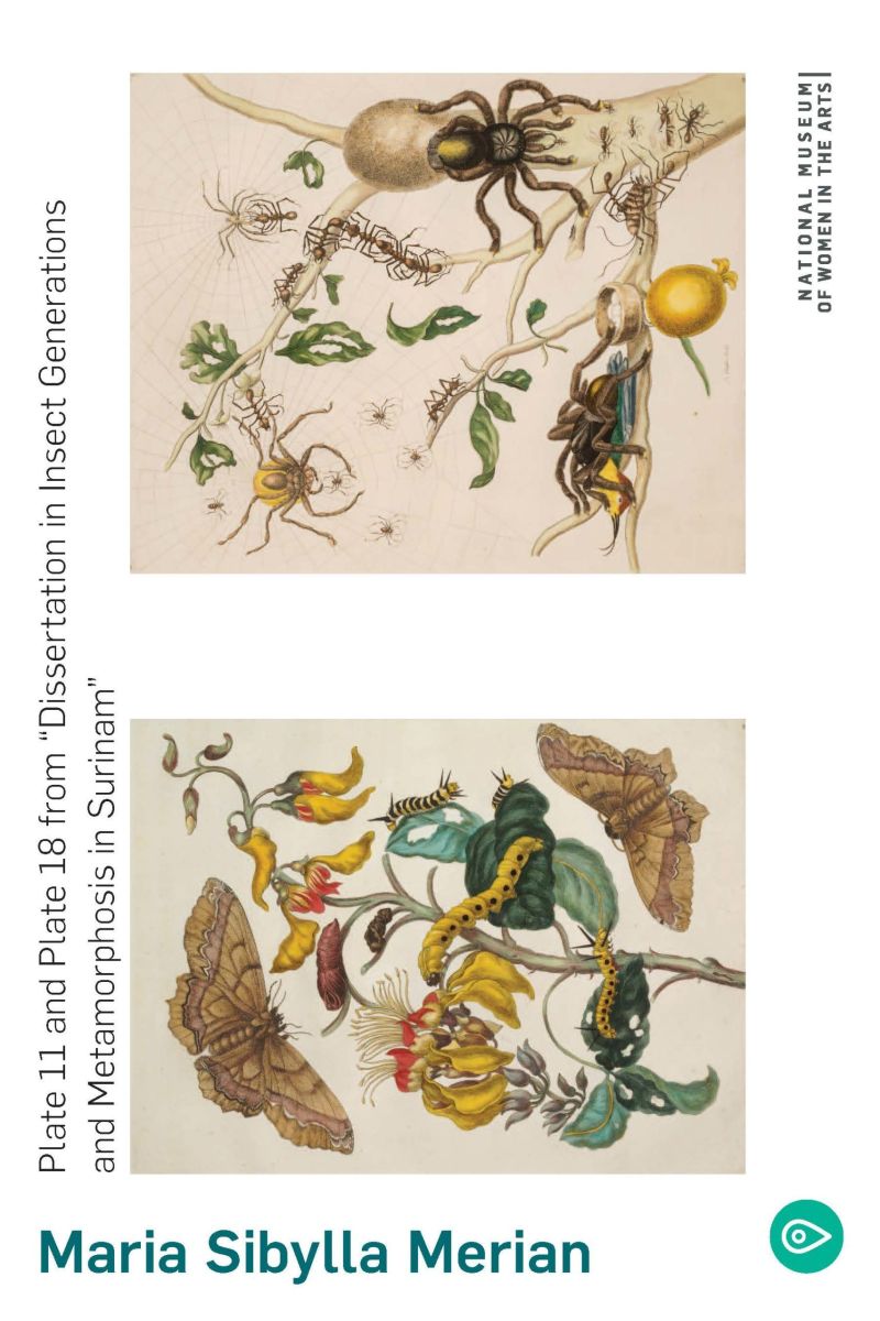 Maria Sibylla Merian (PDF)