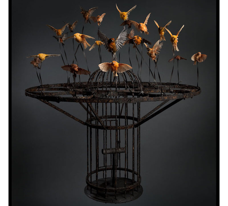Large, black steel birdcage held aloft by over a dozen orange and yellow songbirds in flight, tethered to the cage by wires.
