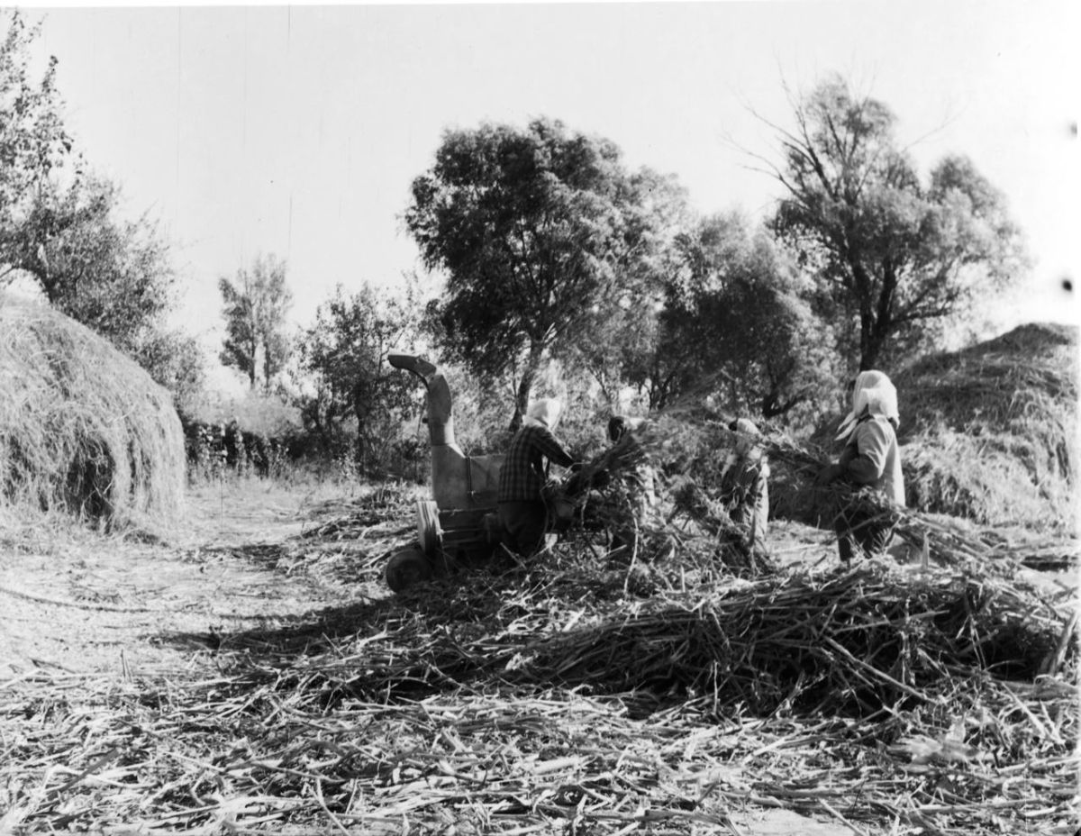 A black-and-white image shows figures working in rural farmland, where straw huts and trees appear in the background. Some figures have their heads covered and gather branches and sticks.